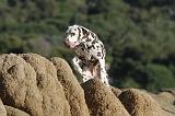 DALMATIEN 159